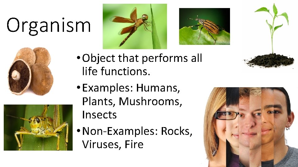 Organism • Object that performs all life functions. • Examples: Humans, Plants, Mushrooms, Insects