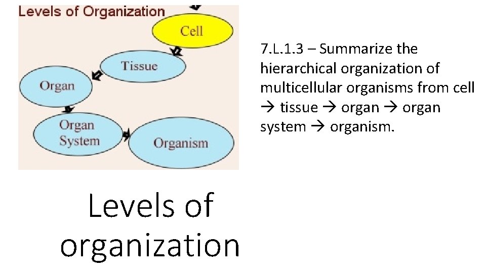 7. L. 1. 3 – Summarize the hierarchical organization of multicellular organisms from cell
