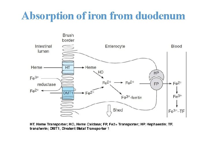 Absorption of iron from duodenum 