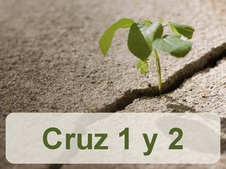 Cruz 1 y 2 