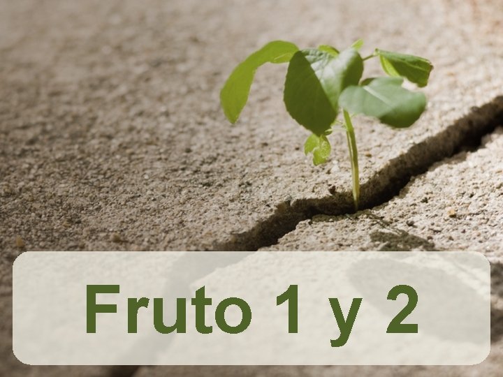 Fruto 1 y 2 