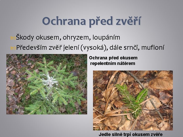 Ochrana před zvěří Škody okusem, ohryzem, loupáním Především zvěř jelení (vysoká), dále srnčí, mufloní