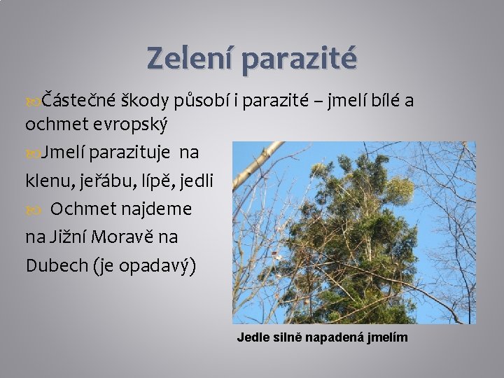 Zelení parazité Částečné škody působí i parazité – jmelí bílé a ochmet evropský Jmelí