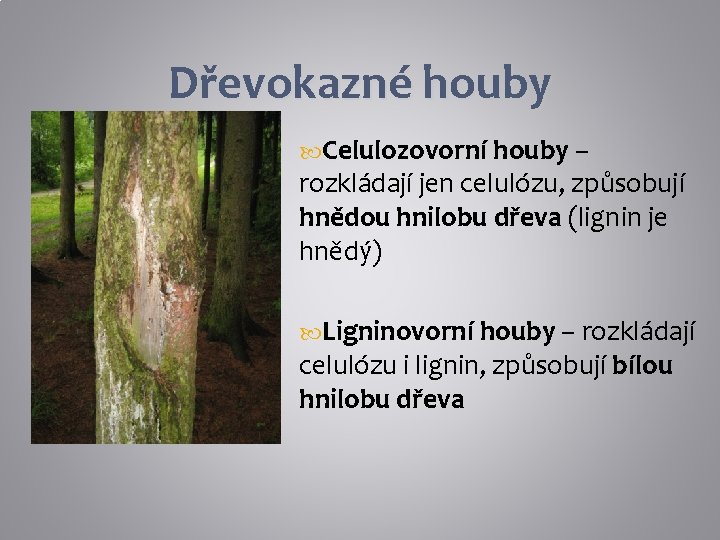 Dřevokazné houby Celulozovorní houby – rozkládají jen celulózu, způsobují hnědou hnilobu dřeva (lignin je