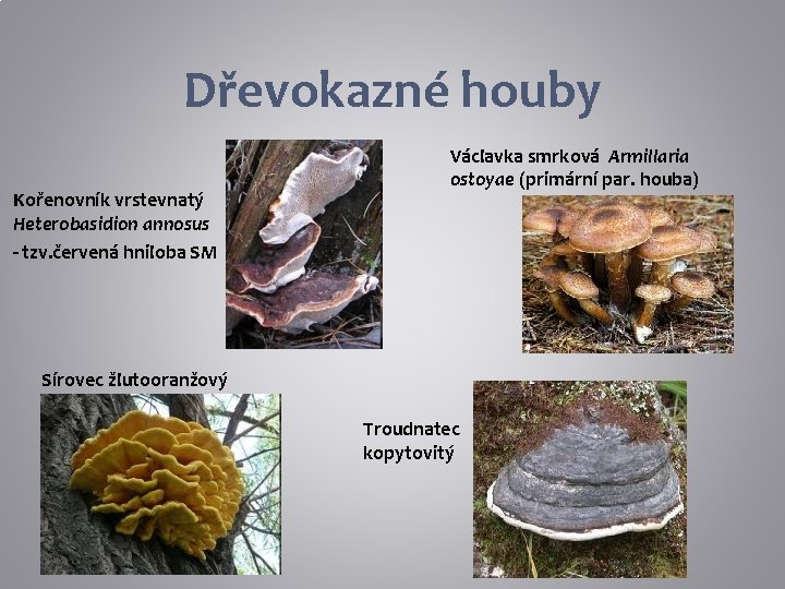 Dřevokazné houby Kořenovník vrstevnatý Heterobasidion annosus - tzv. červená hniloba SM Václavka smrková Armillaria