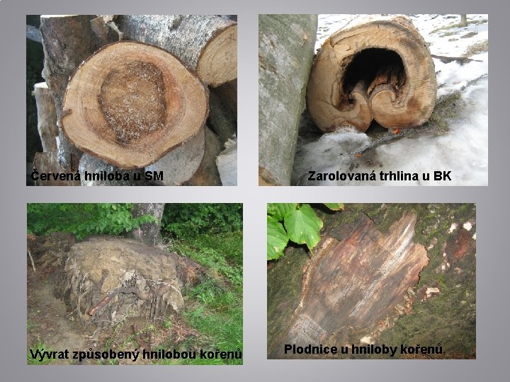 Červená hniloba u SM Vývrat způsobený hnilobou kořenů Zarolovaná trhlina u BK Plodnice u