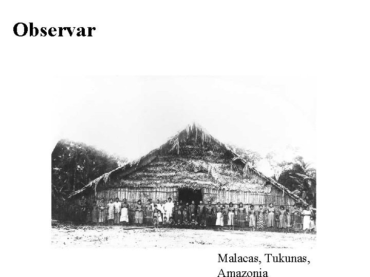 Observar Malacas, Tukunas, Amazonia 