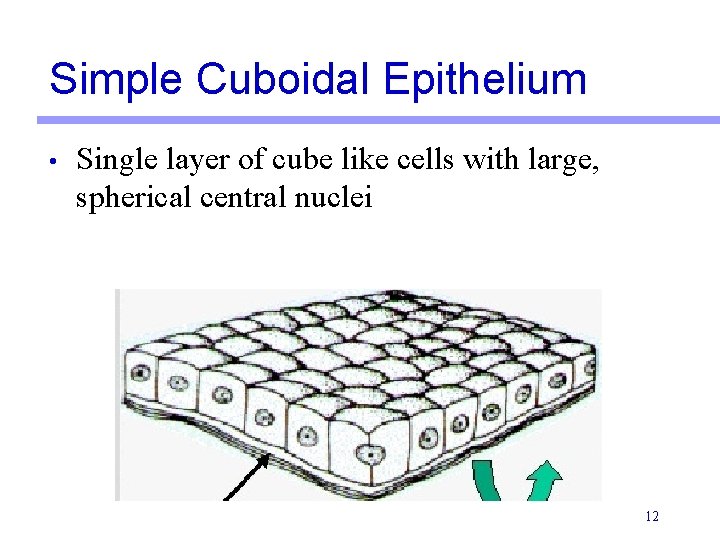 Simple Cuboidal Epithelium • Single layer of cube like cells with large, spherical central