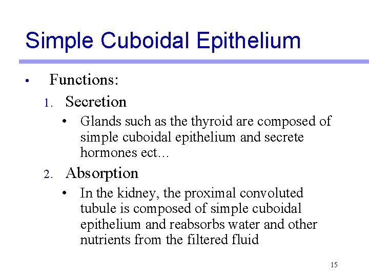 Simple Cuboidal Epithelium • Functions: 1. Secretion • Glands such as the thyroid are