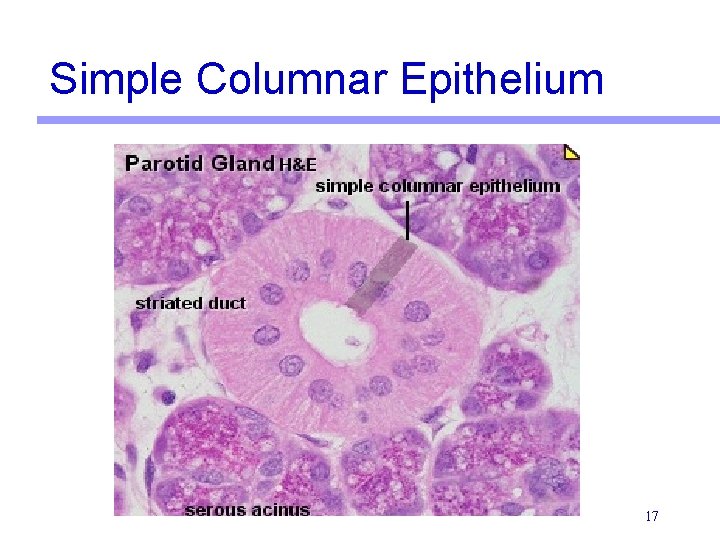 Simple Columnar Epithelium 17 