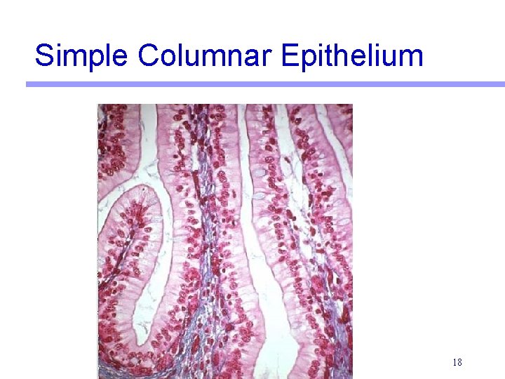 Simple Columnar Epithelium 18 