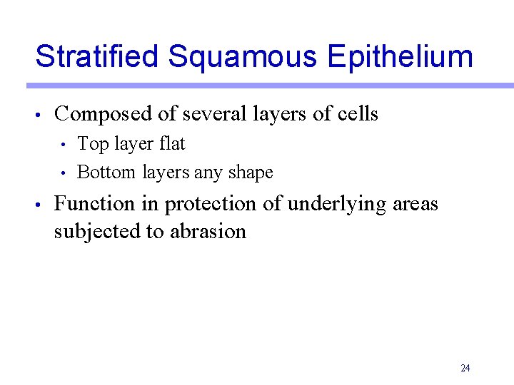 Stratified Squamous Epithelium • Composed of several layers of cells • • • Top
