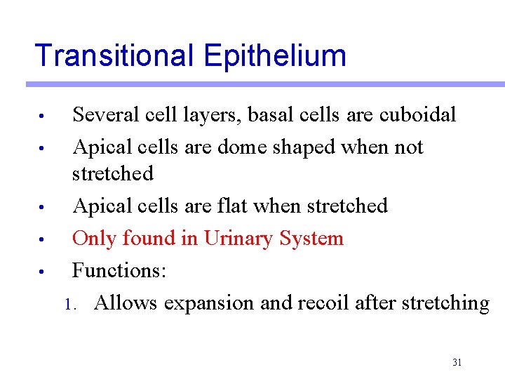 Transitional Epithelium • • • Several cell layers, basal cells are cuboidal Apical cells