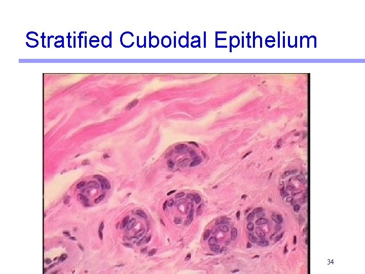 Stratified Cuboidal Epithelium 34 