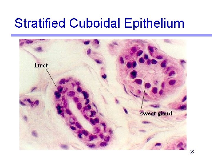 Stratified Cuboidal Epithelium 35 