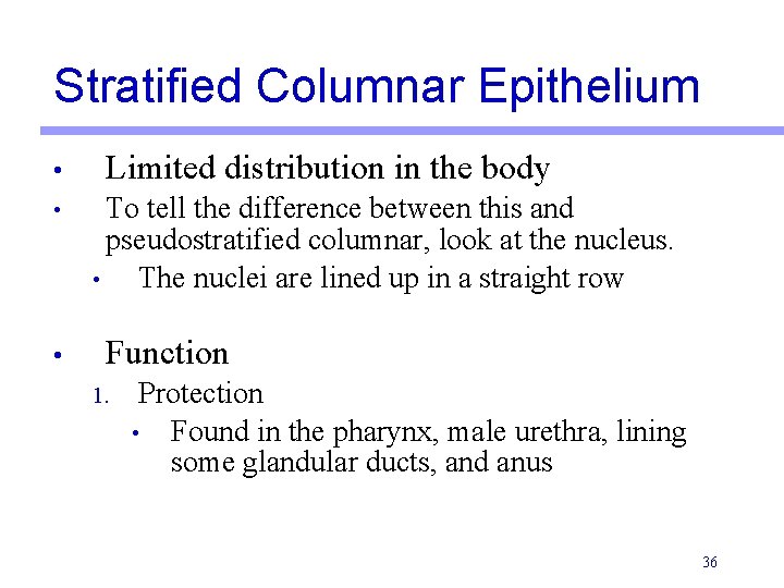 Stratified Columnar Epithelium • • • Limited distribution in the body To tell the
