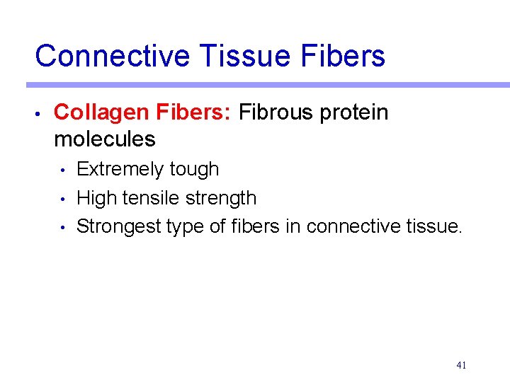 Connective Tissue Fibers • Collagen Fibers: Fibrous protein molecules • • • Extremely tough