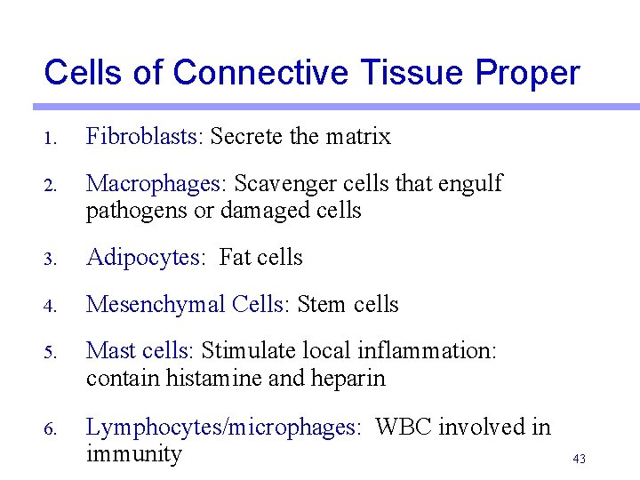 Cells of Connective Tissue Proper 1. Fibroblasts: Secrete the matrix 2. Macrophages: Scavenger cells