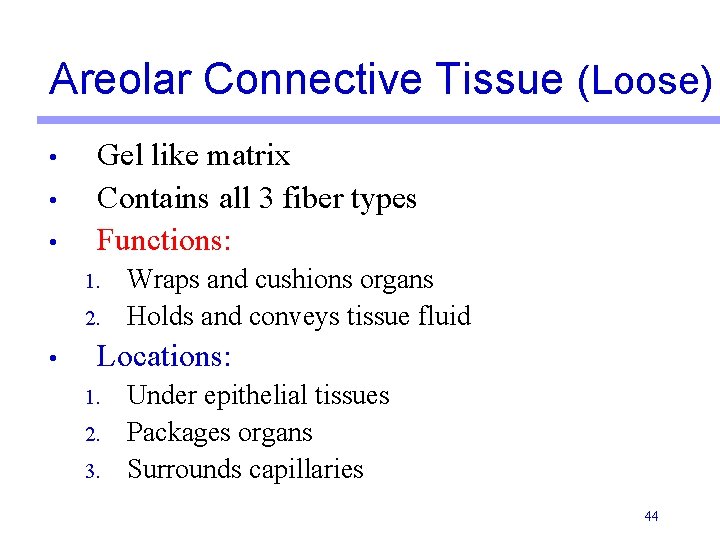 Areolar Connective Tissue (Loose) • • • Gel like matrix Contains all 3 fiber