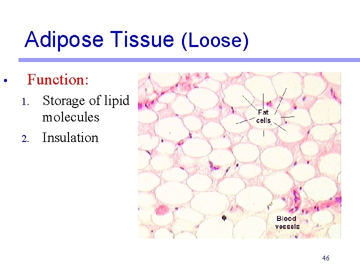 Adipose Tissue (Loose) • Function: 1. 2. Storage of lipid molecules Insulation 46 
