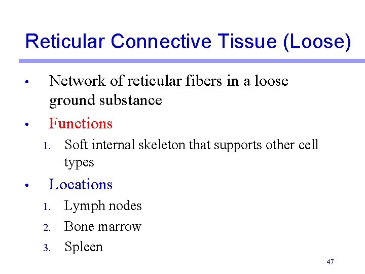 Reticular Connective Tissue (Loose) • • Network of reticular fibers in a loose ground