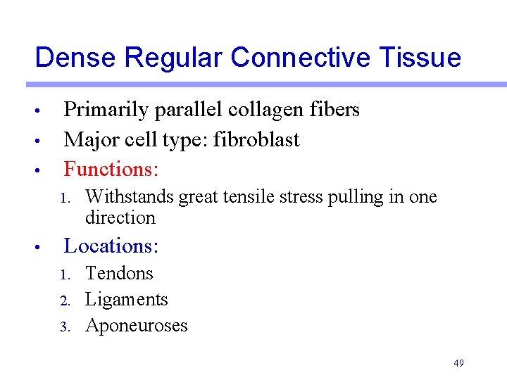 Dense Regular Connective Tissue • • • Primarily parallel collagen fibers Major cell type: