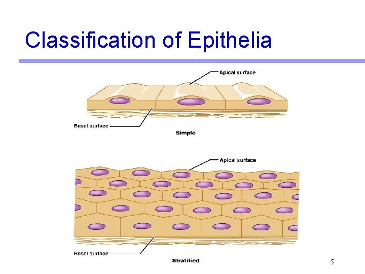 Classification of Epithelia 5 