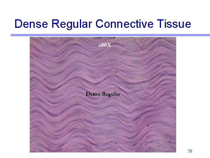 Dense Regular Connective Tissue 50 