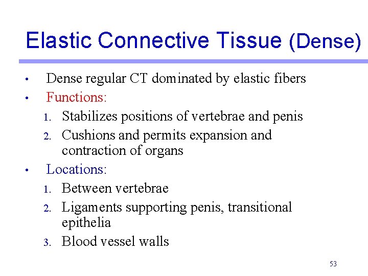 Elastic Connective Tissue (Dense) • • • Dense regular CT dominated by elastic fibers