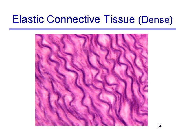 Elastic Connective Tissue (Dense) 54 