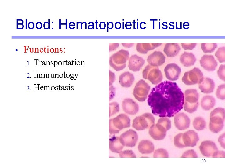 Blood: Hematopoietic Tissue • Functions: 1. Transportation 2. Immunology 3. Hemostasis 55 