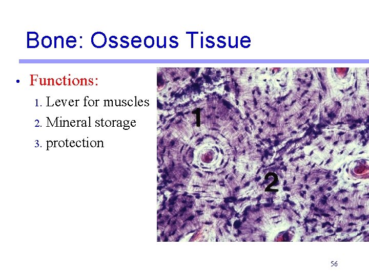 Bone: Osseous Tissue • Functions: 1. Lever for muscles 2. Mineral storage 3. protection