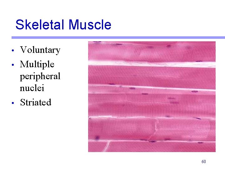 Skeletal Muscle • • • Voluntary Multiple peripheral nuclei Striated 60 