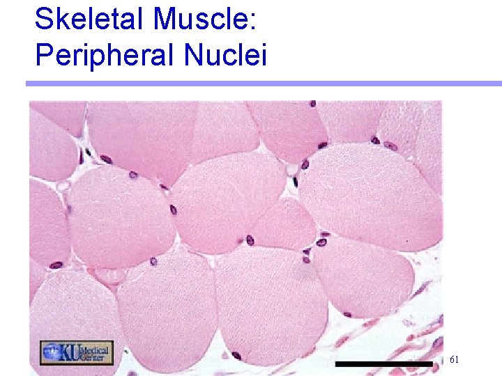 Skeletal Muscle: Peripheral Nuclei 61 