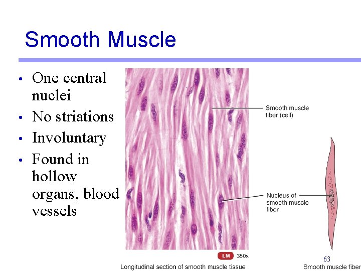 Smooth Muscle • • One central nuclei No striations Involuntary Found in hollow organs,