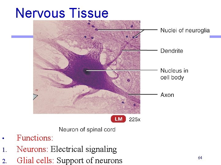 Nervous Tissue • 1. 2. Functions: Neurons: Electrical signaling Glial cells: Support of neurons