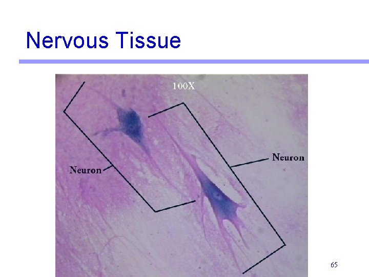 Nervous Tissue 65 