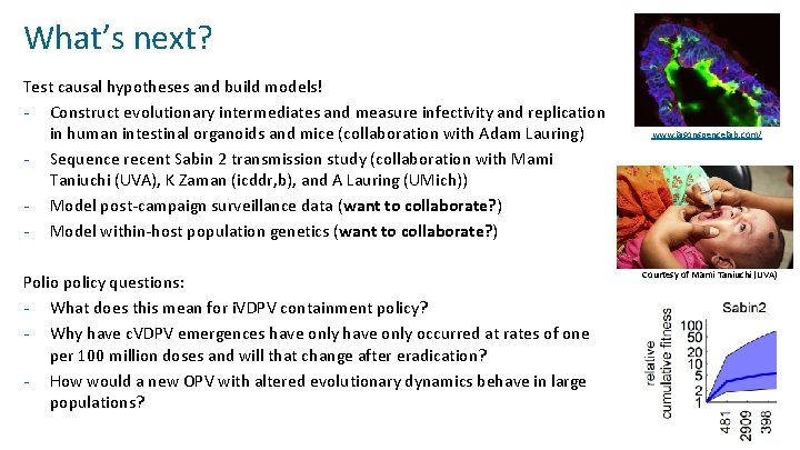 What’s next? Test causal hypotheses and build models! - Construct evolutionary intermediates and measure