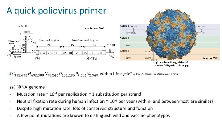 A quick poliovirus primer from De Jesus 2007 Kew et al 2005 upload. wikimedia.