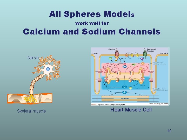 All Spheres Models work well for Calcium and Sodium Channels Nerve Skeletal muscle Heart