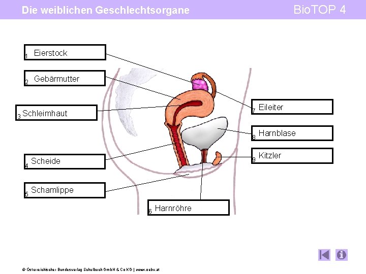 Bio. TOP 4 Die weiblichen Geschlechtsorgane 1 Eierstock 2 Gebärmutter 3 Schleimhaut 4 5