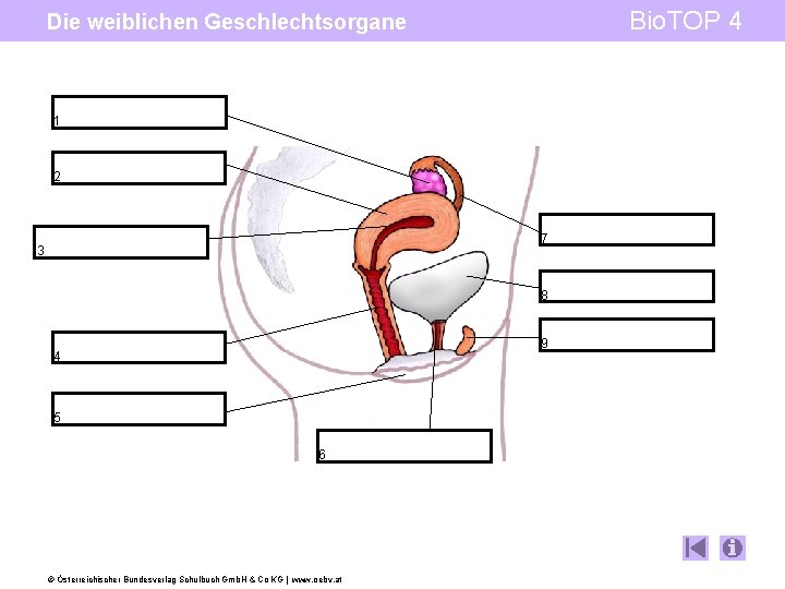 Bio. TOP 4 Die weiblichen Geschlechtsorgane 1 2 7 3 8 9 4 5