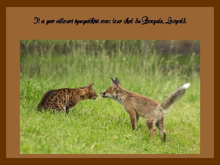 Il a par ailleurs sympathisé avec leur chat du Bengale, Leopold. 