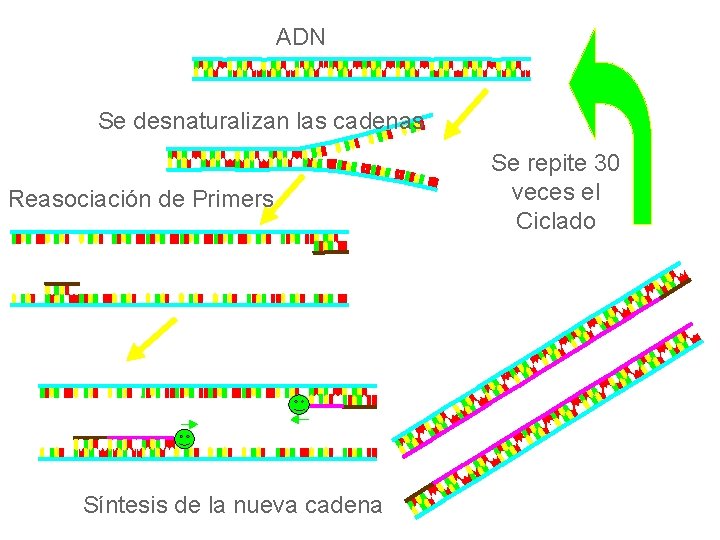 ADN Se desnaturalizan las cadenas Reasociación de Primers Síntesis de la nueva cadena Se
