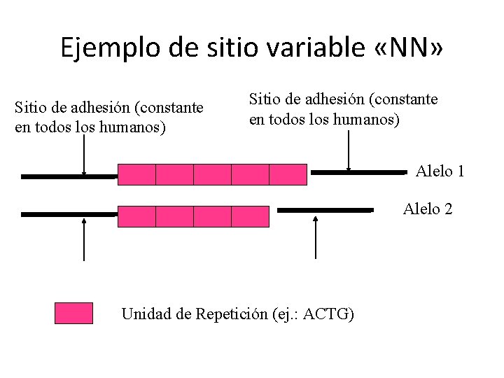 Ejemplo de sitio variable «NN» Sitio de adhesión (constante en todos los humanos) Alelo