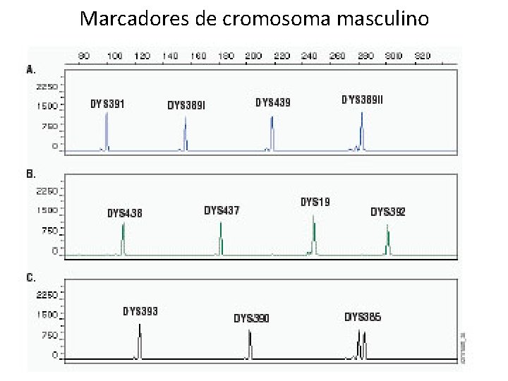 Marcadores de cromosoma masculino 
