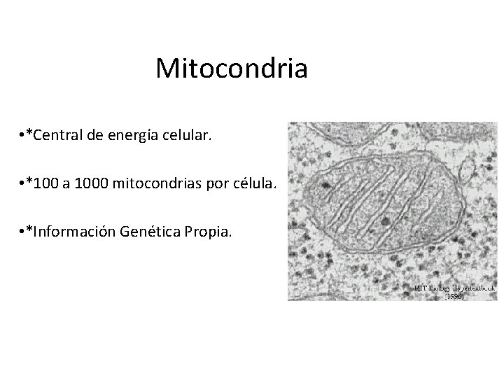 Mitocondria • *Central de energía celular. • *100 a 1000 mitocondrias por célula. •