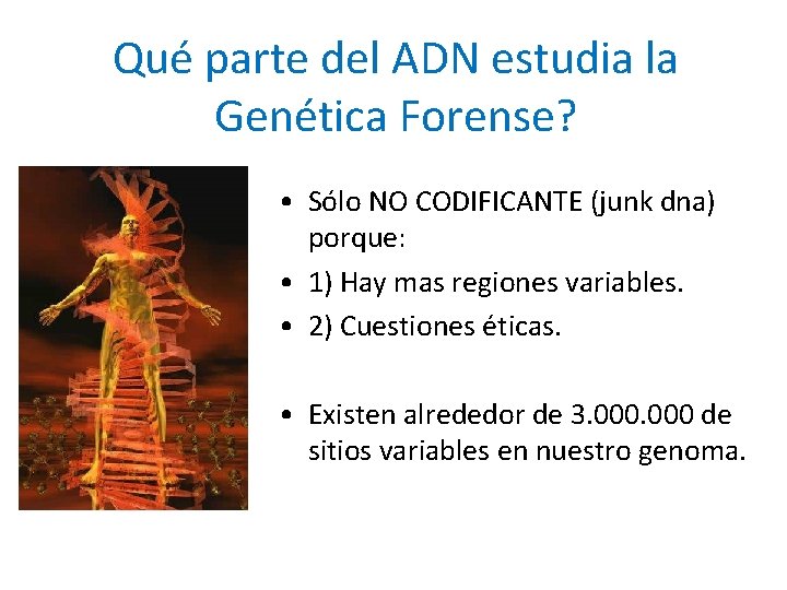 Qué parte del ADN estudia la Genética Forense? • Sólo NO CODIFICANTE (junk dna)