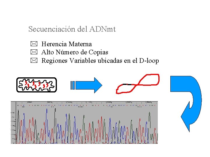 Secuenciación del ADNmt * Herencia Materna * Alto Número de Copias * Regiones Variables