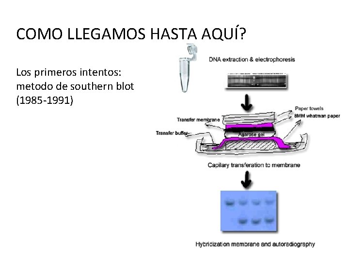 COMO LLEGAMOS HASTA AQUÍ? Los primeros intentos: metodo de southern blot (1985 -1991) 